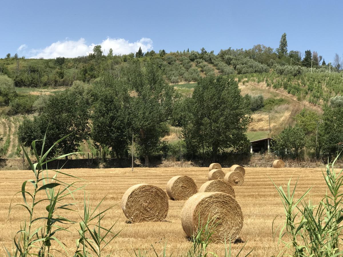 B&B Il Sentiero Dei Goti Monte Grimano Terme Eksteriør bilde